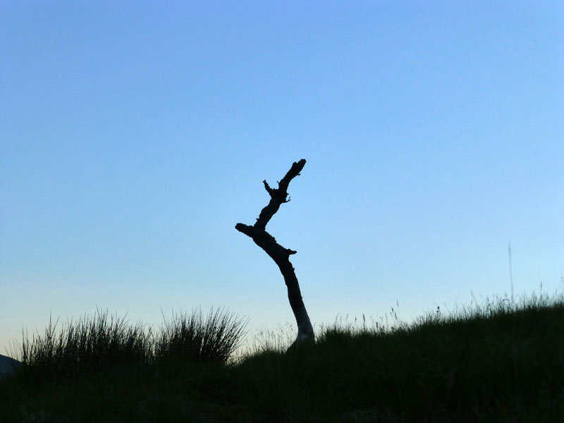 Dead tree