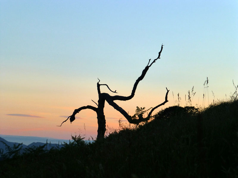 Tree Great Mell Fell