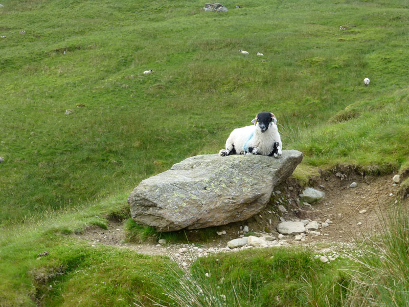 Boulder and Lamb