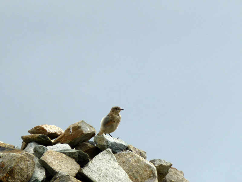 Wheatear?