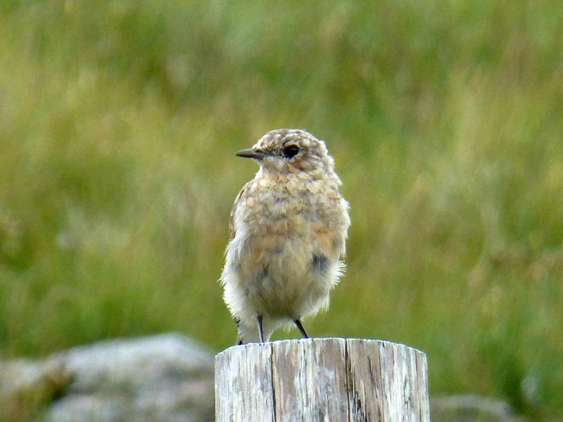 Fence Bird