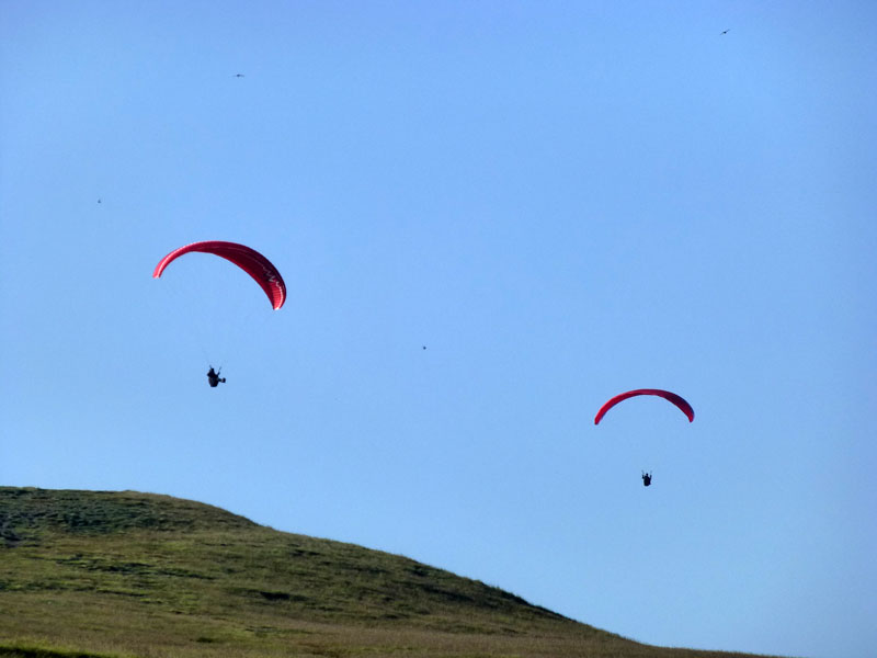 Paragliders