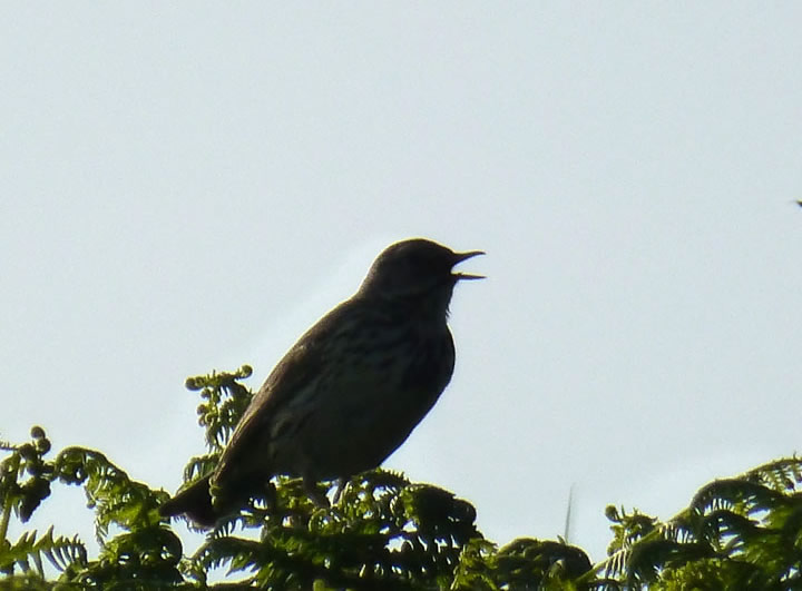 Meadow Pipit