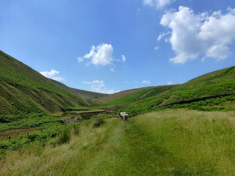 Ogden Clough