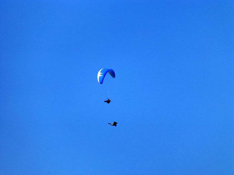 Paraglider and Kestrel