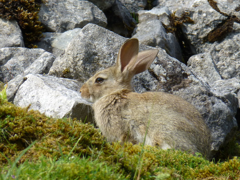 Baby Rabbit