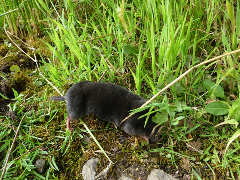 Mole
