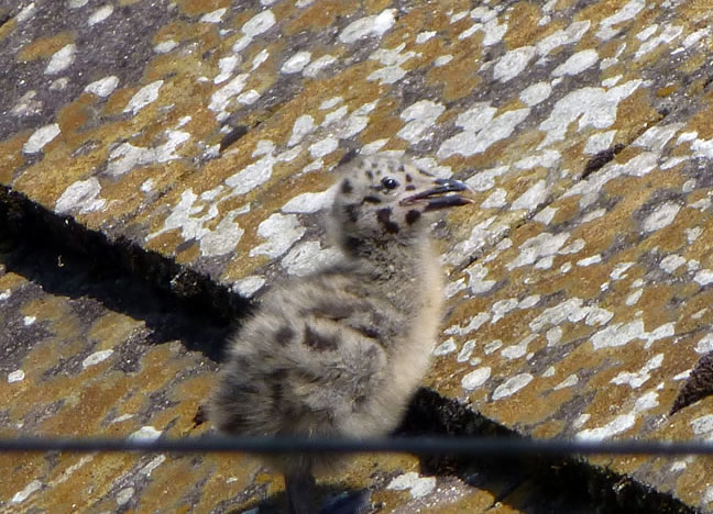 Seagull Chick