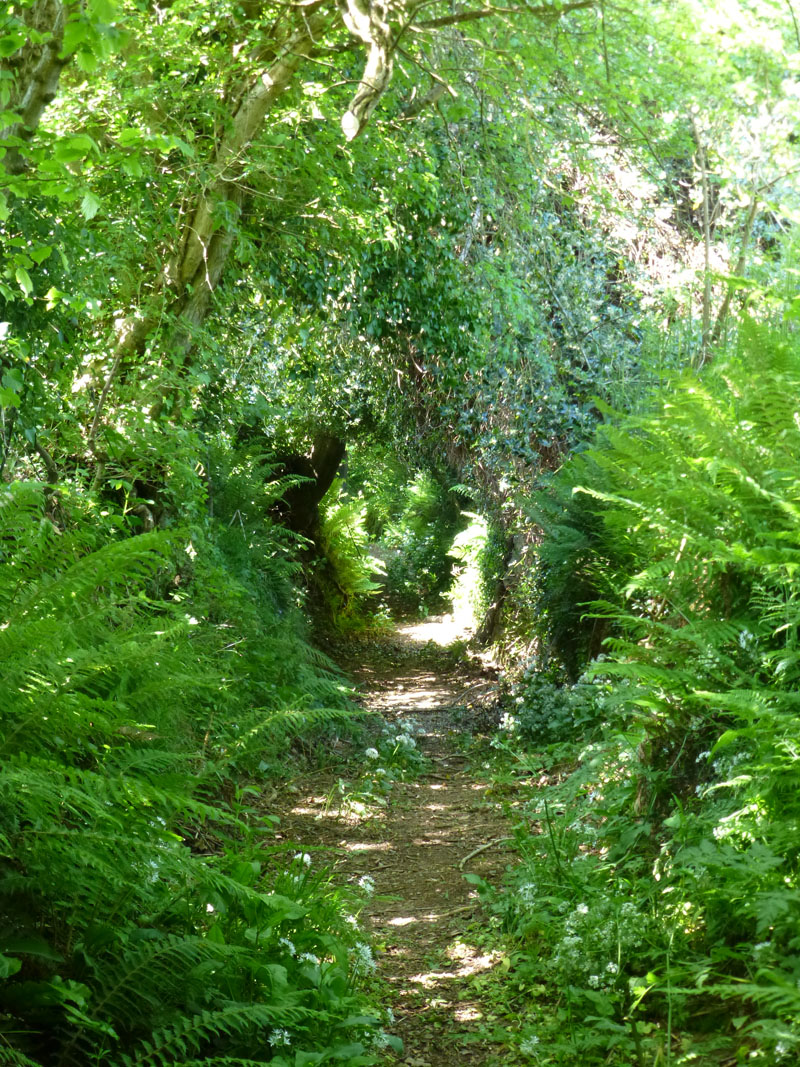 Narrow Lane