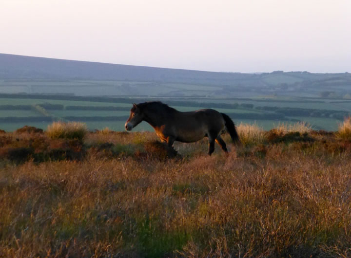 Exmoor Pony