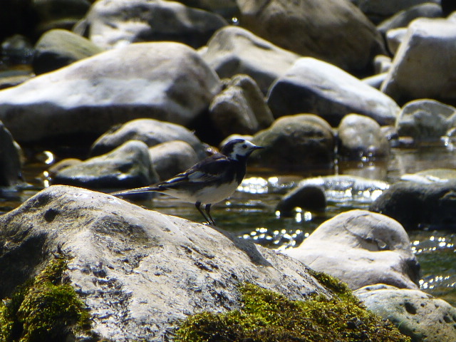 Pied Wagtail