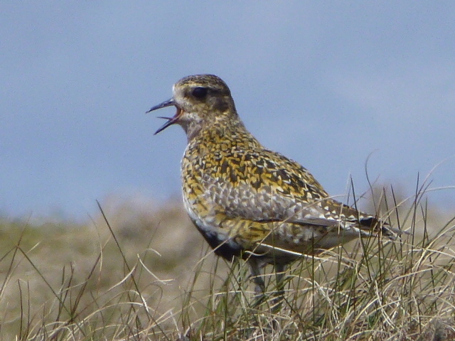 Golden Plover