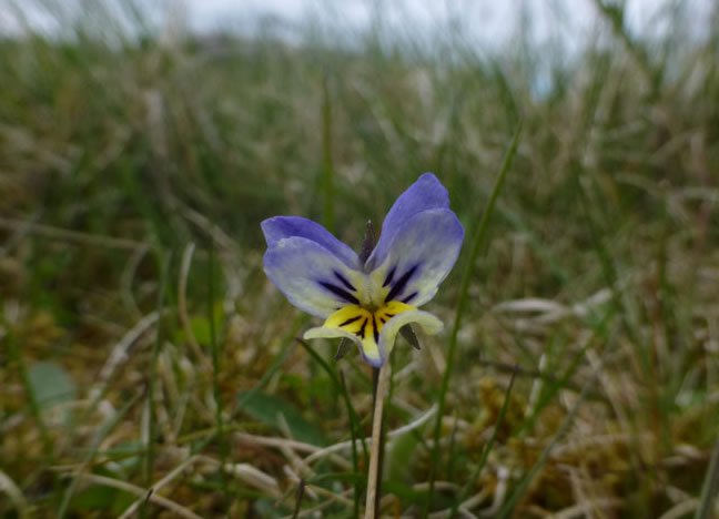 Wild Flower