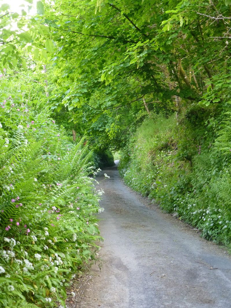 Sunken Lane Dulverton