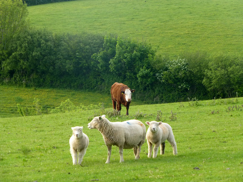 Sheep and cow