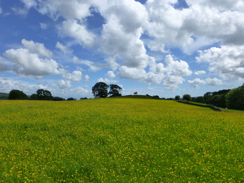 Buttercups