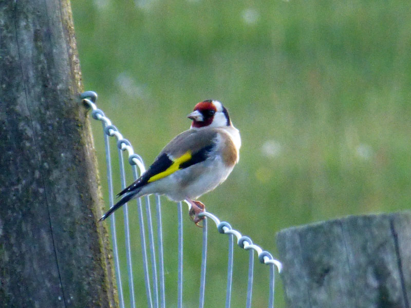 Goldfinch