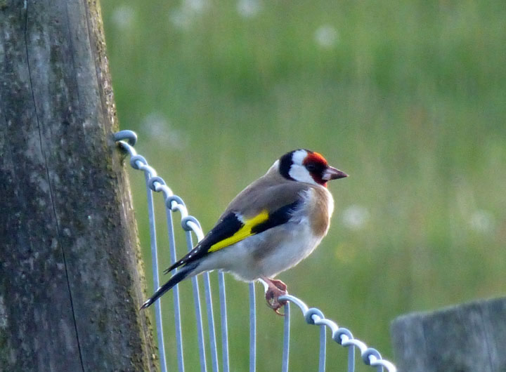 Goldfinch