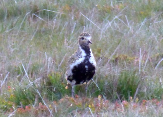 Golden Plover