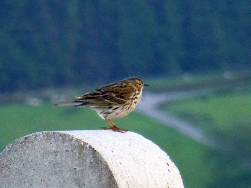 Meadow Pipit