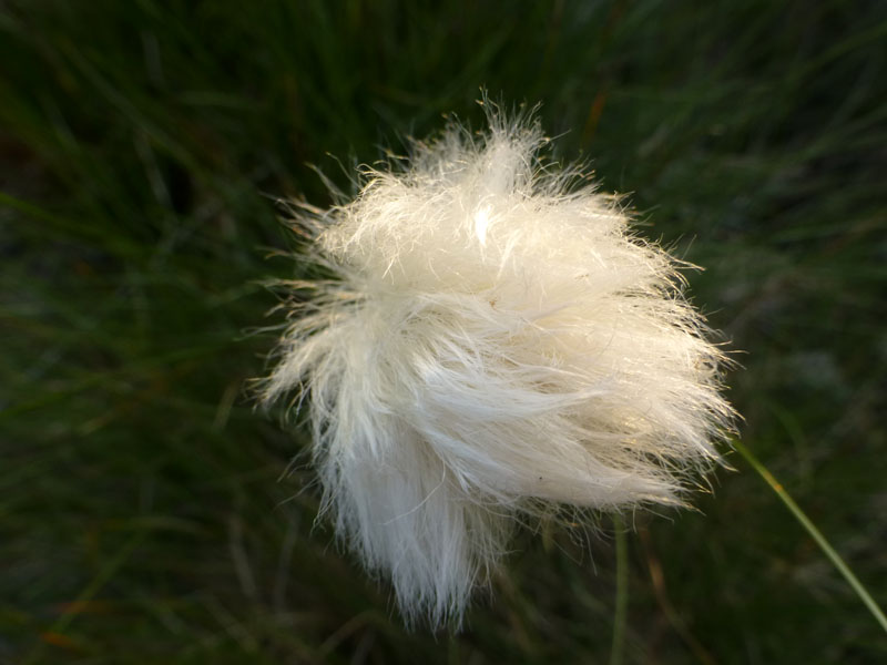 Cotton Grass