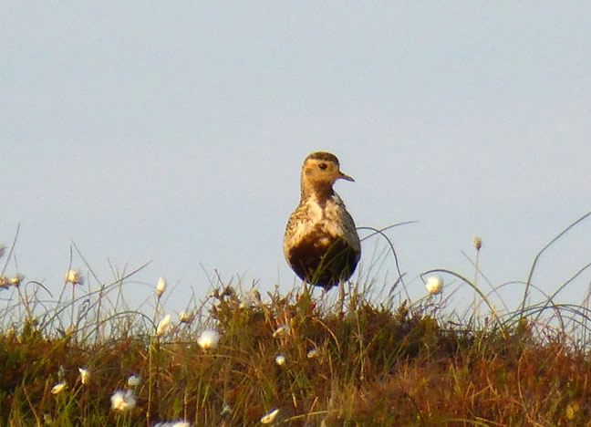 Golden Plover