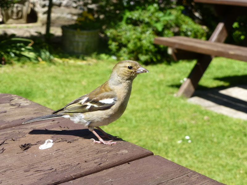 Chaffinch