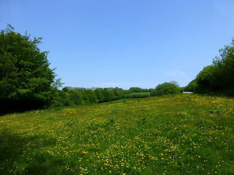 Bull in field