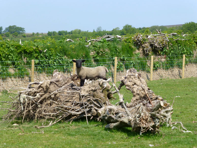 Climbing Lamb