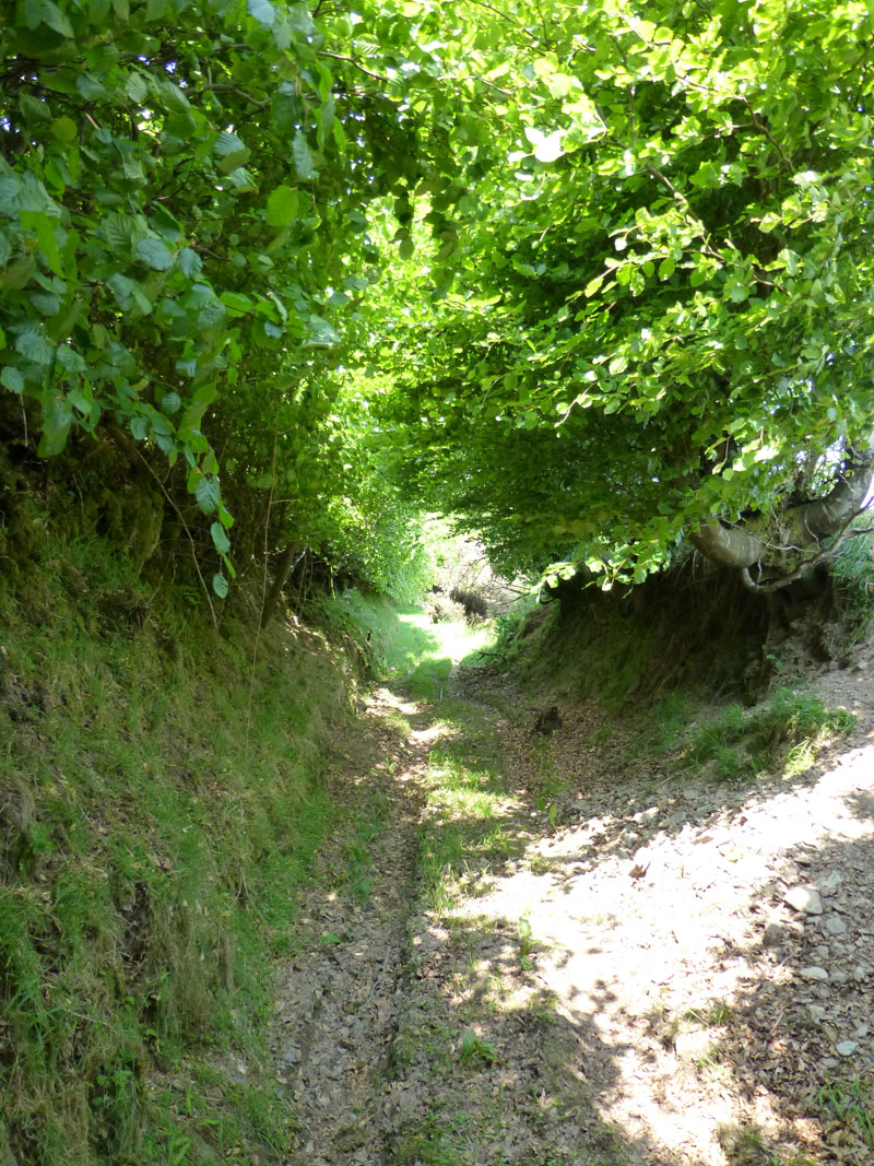 Sunken Lane