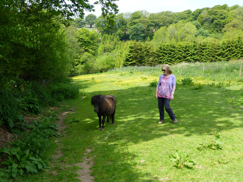 Shetland Pony