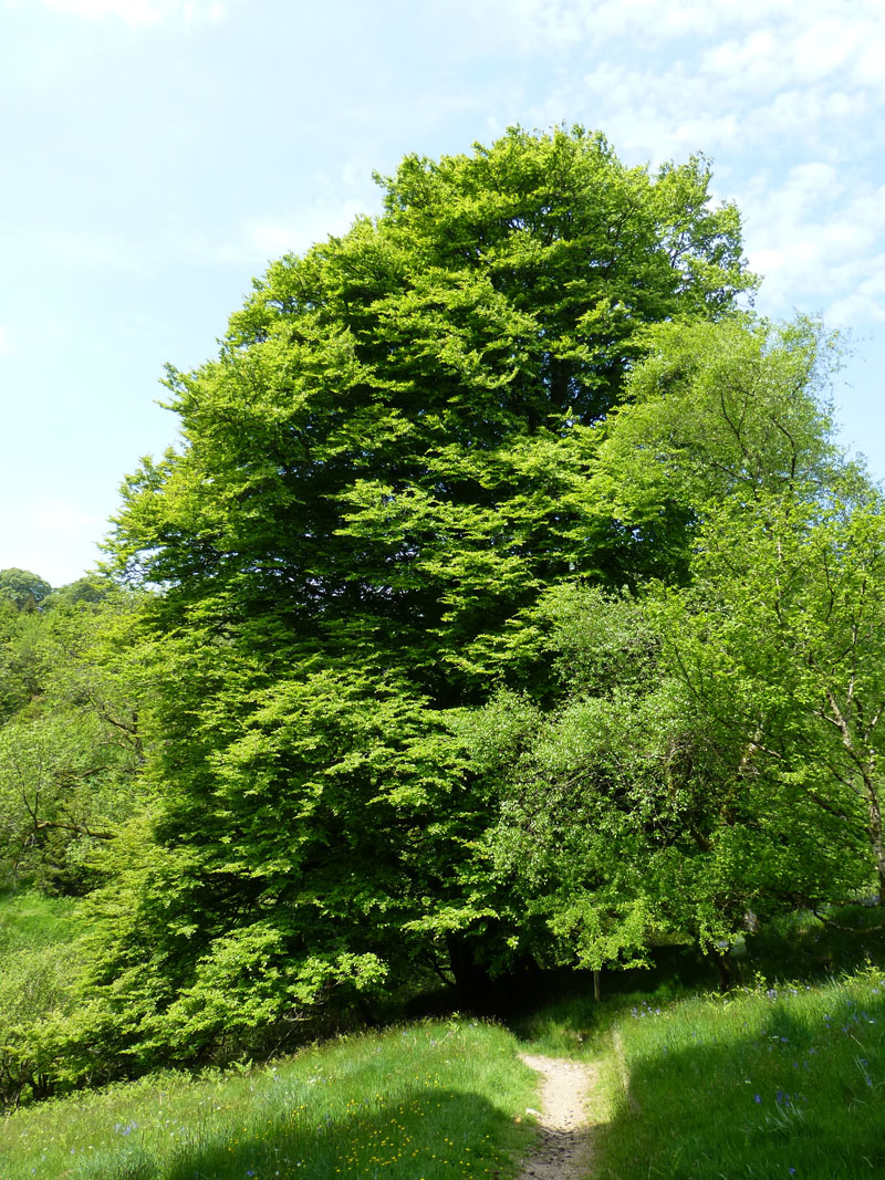 Beech Tree