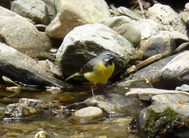 Grey Wagtail