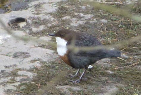 Dipper