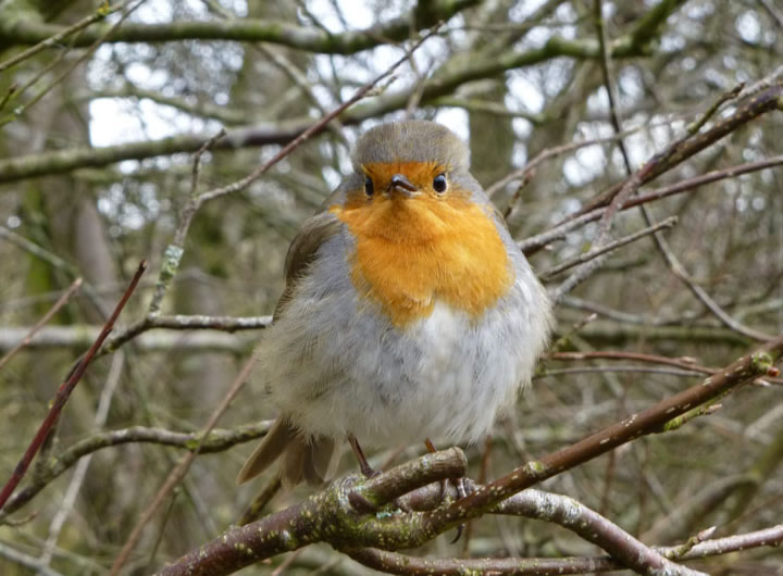 Wycoller Robin