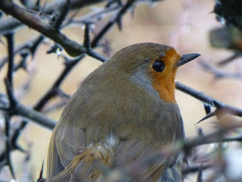 Pendle Robin