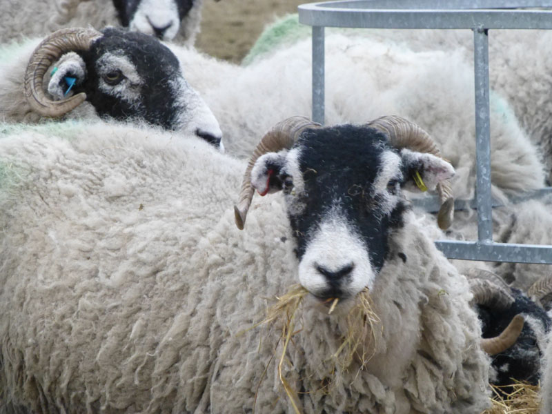 Sheep on Pendle