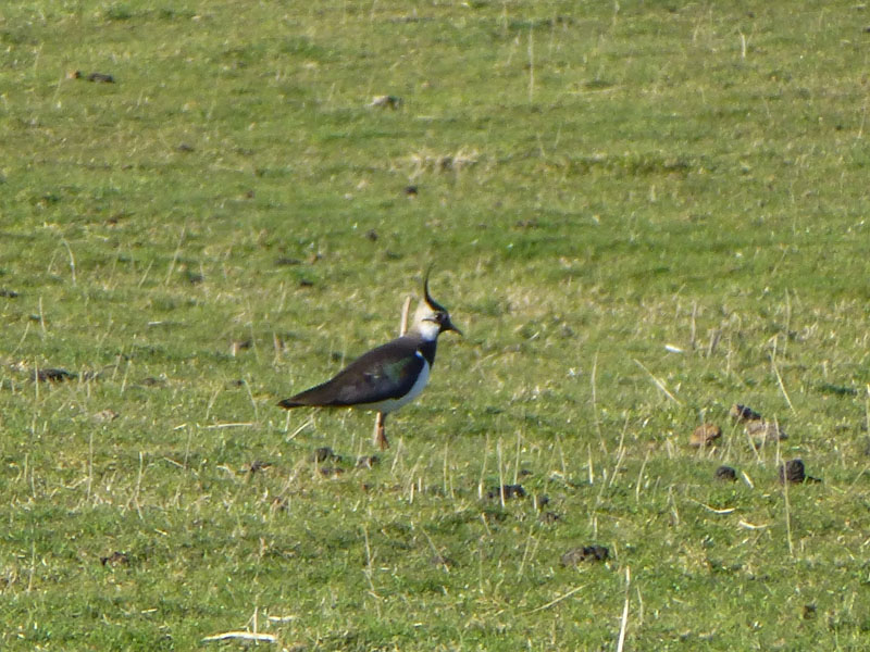 Lapwing