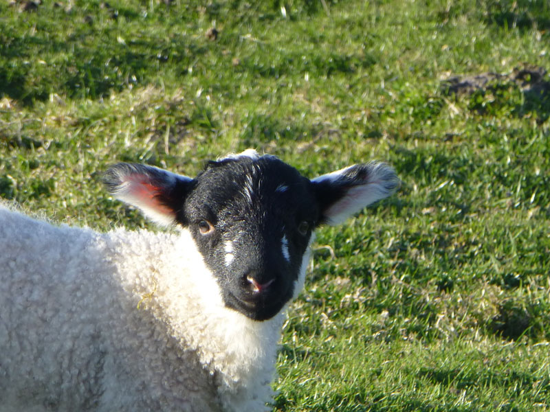 Lamb