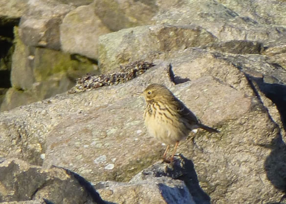 Meadow Pipit