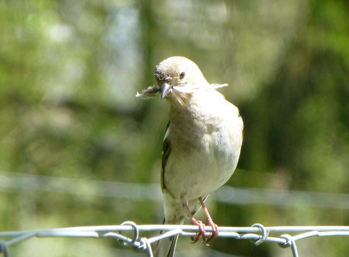 Chaffinch