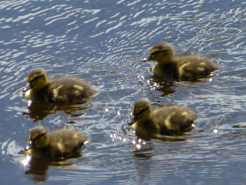 Ducklings