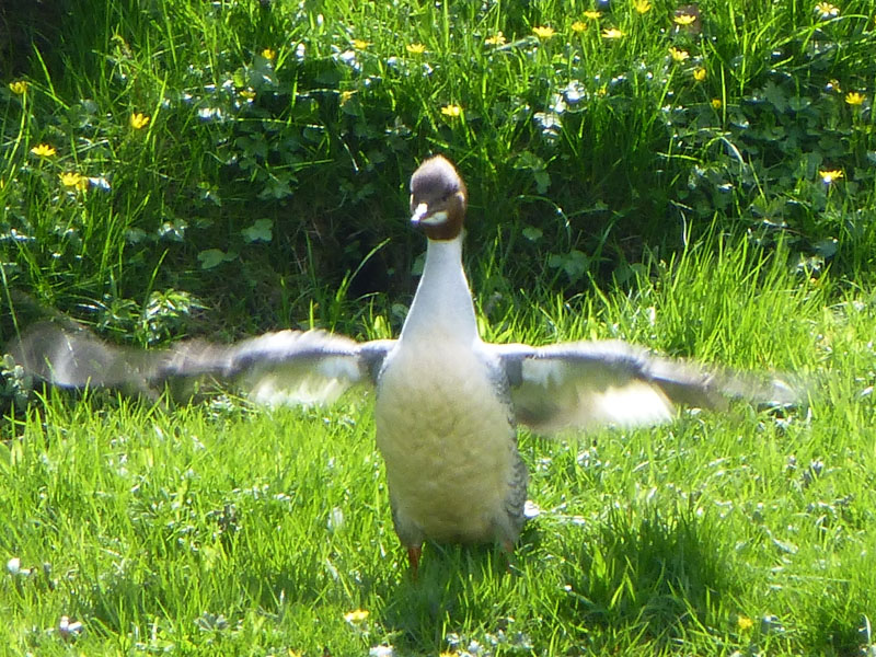 Goosander