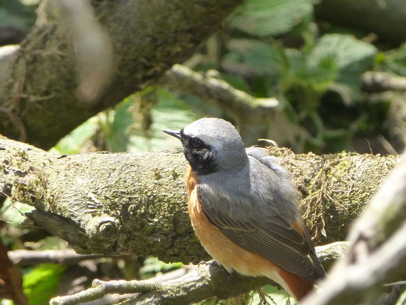 Redstart