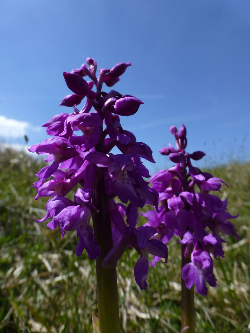 Purple Orchid