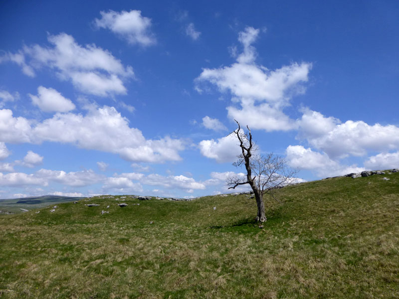 Dead Tree on limestone