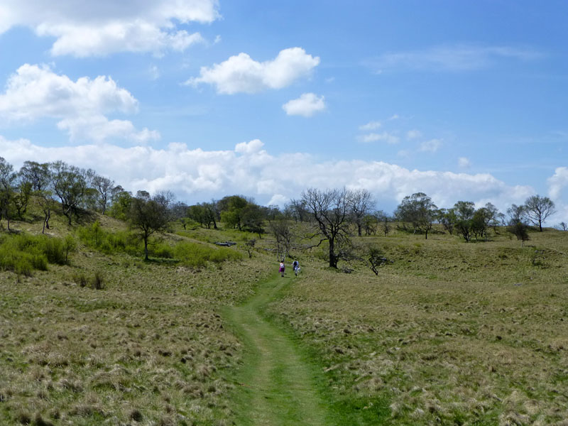 Into Grass Wood