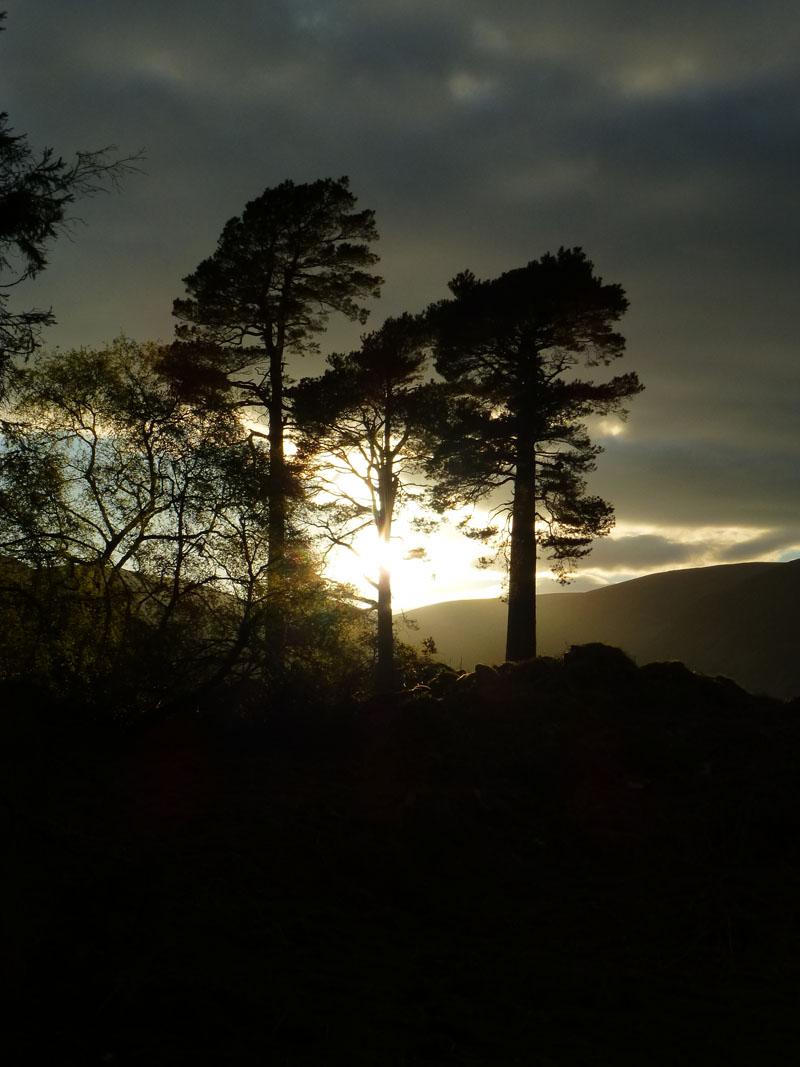 Silhouette Pines