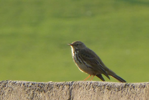 Song Thrush