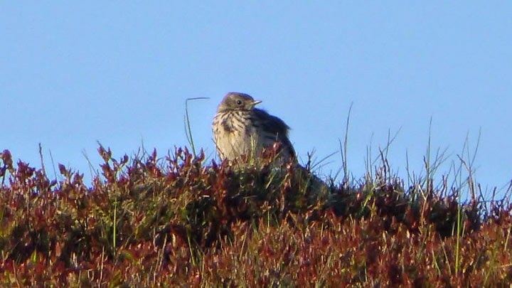 Meadow Pipit